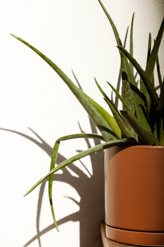 The Art of Handcrafted Beauty: Why Ingredient Purity Matters